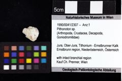 Foto (Objket + Etiketten) von Pithonoton sp. 